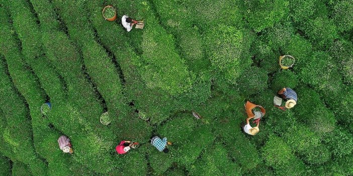 Türk Çayı 10 Yılda 203,9 Milyon Dolar Kazandırdı