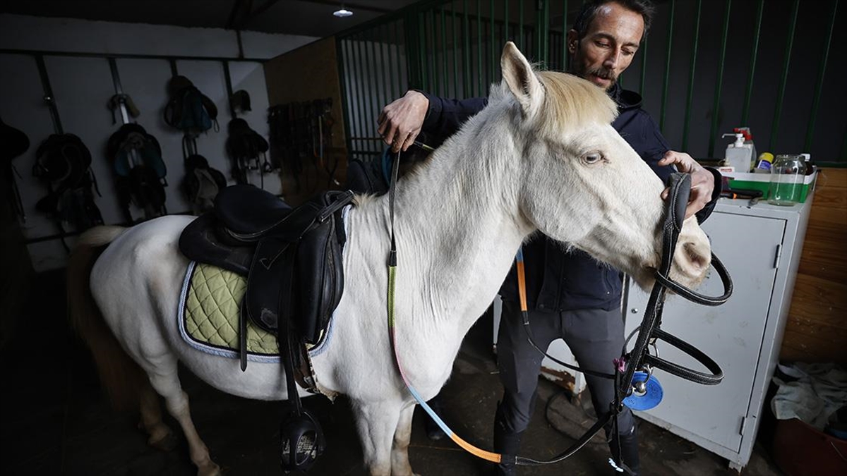 Pony Cinsi "Albino" At, Binicilik Kulübünün Maskotu Oldu