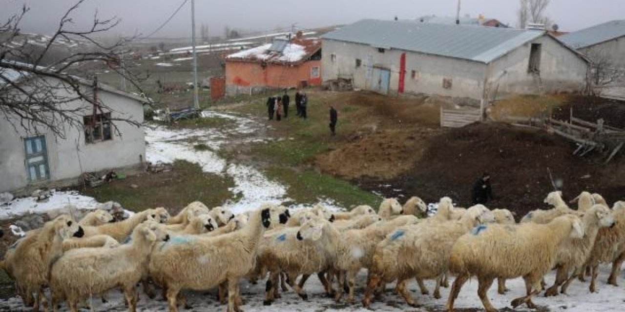 Tokat'ta 2 yılda 912 çiftçinin sürüsü oldu