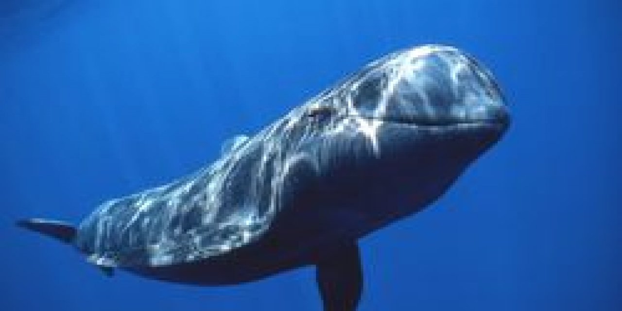 Yeni Zelanda'da karaya vuran pilot balinaların 31 tanesi telef oldu