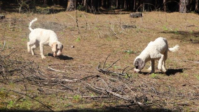 Özel eğitimli köpeklerin çıkardığı Trüf mantarı paha biçilemez boyutta!