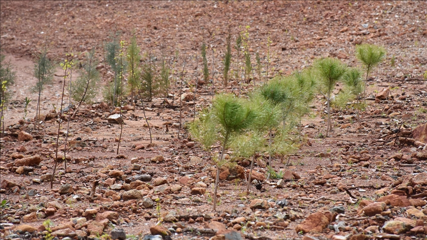 Marmaris'te yanan ormanlık alanlarda 300 bin fidan toprakla buluştu