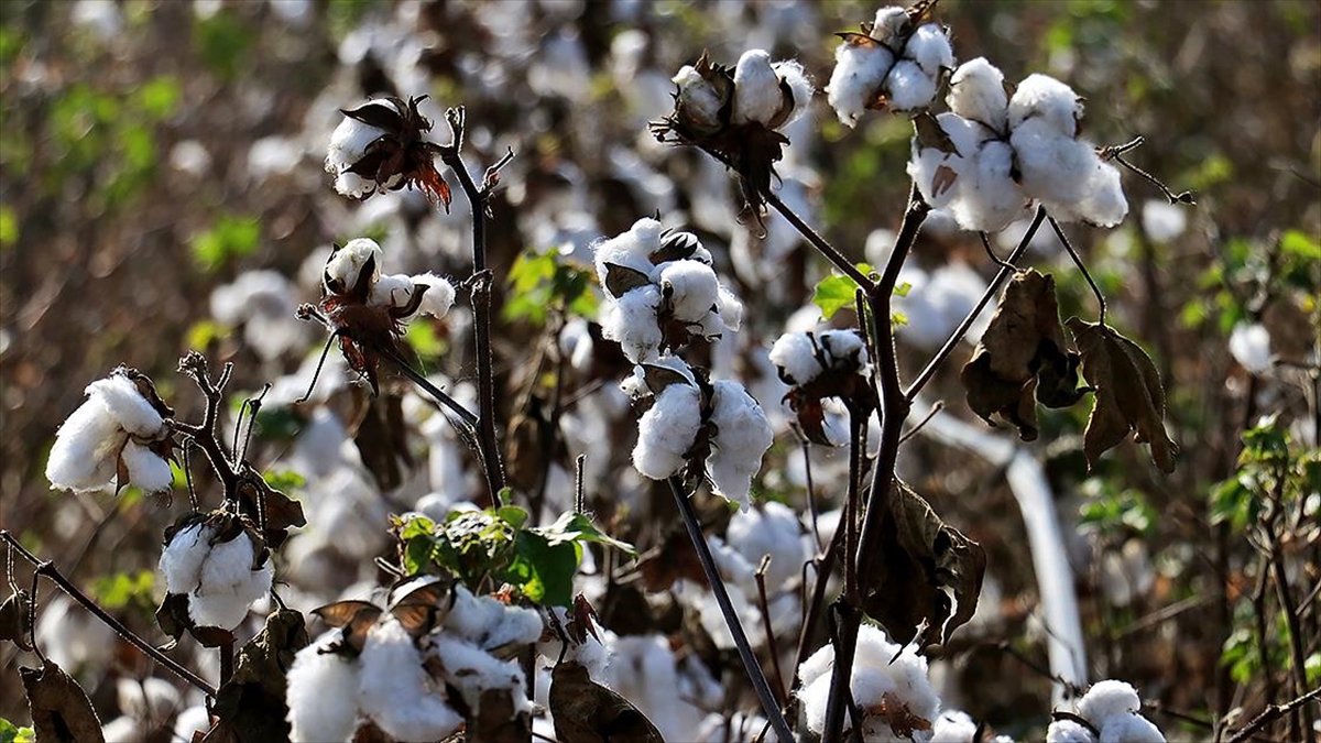 Pamuk Fiyatları, Yaklaşık 11 Yılın Zirvesini Gördü