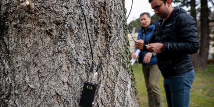 Sağlıklı Ağaç İçin 'yılda Bir Tomografi' Tavsiyesi