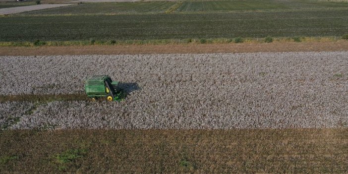 Türkiye'de Pamuk Ekim Alanının 100 Bin Hektar Artması Bekleniyor