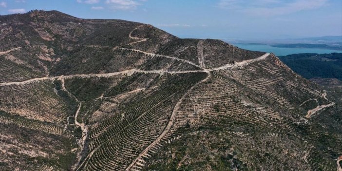 İzmir'de 5 Yıl Önce Yanan 1168 Hektarlık Alana Dikilen Fidanlar Tuttu