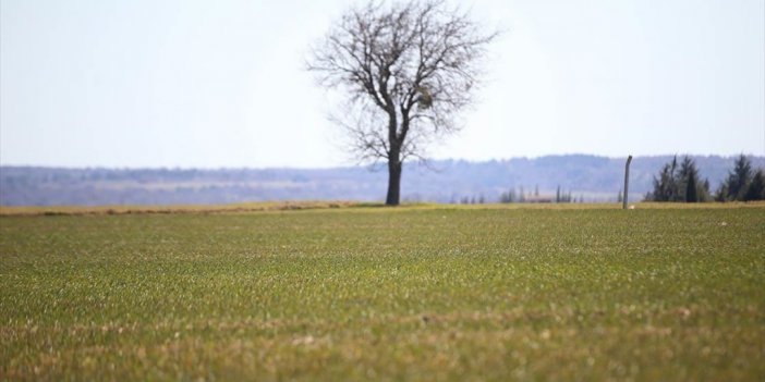 Yağışların Trakya'da Buğday Ve Ayçiçeğinde Rekolteyi Artırması Bekleniyor
