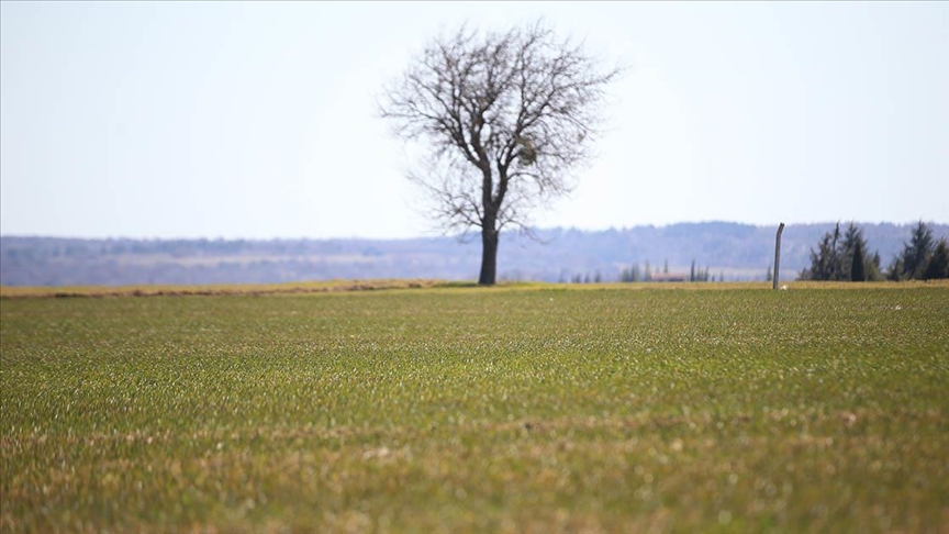 Yağışların Trakya'da buğday ve ayçiçeğinde rekolteyi artırması bekleniyor