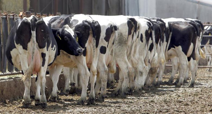 Üretici zamdan memnun değil: Yağ gibi süt tozu ve et gemilerini alkışlayabiliriz