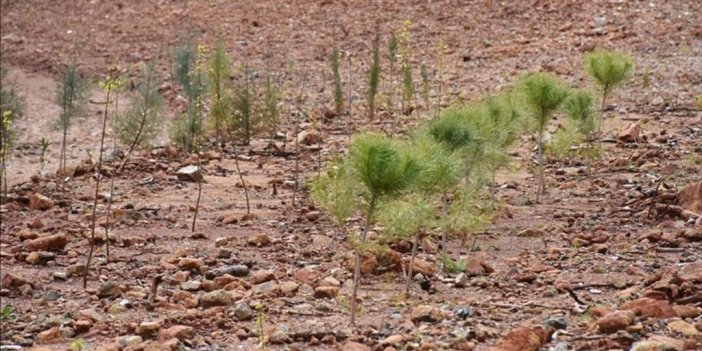 Antalya'da Yanan Orman Arazileri Thk Tarafından İha'larla Tohumlanacak