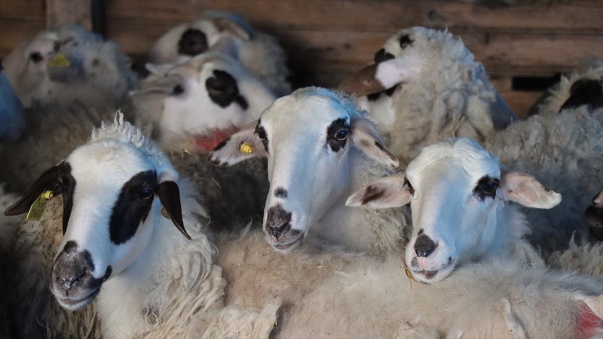 Trakya'da Yetiştirilen Hayvanlar Şapın Yanı Sıra Bruselladan Da Ari Olacak