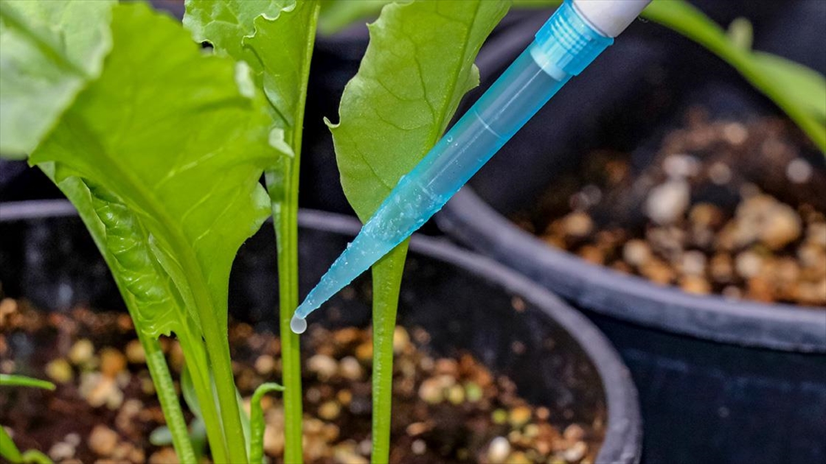 Van'da 'Peynir Altı Suyu' İle Üretilen Gübre Birçok İlde Kullanılıyor