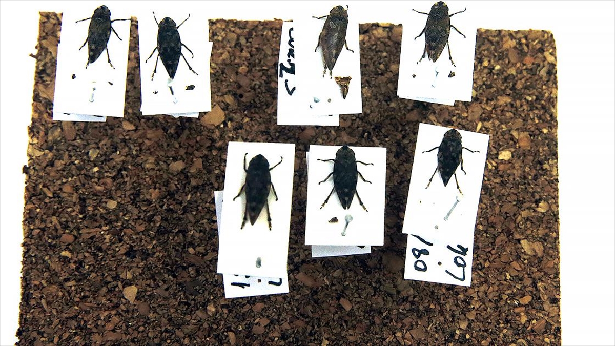 Sinop'ta Bitkiler Arası Hastalık Taşıyan İki Böcek Türü Keşfedildi