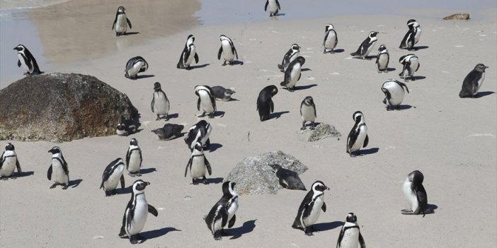Afrika Penguenlerinin Soyu On Yıllar İçinde Tükenebilir