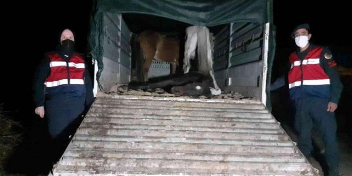 At Hırsızları Eşek ve At Eti Keserken Yakalandı