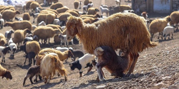 13 Kaburgalı Norduz Koyununun Sayısı Desteklerle Artırılacak