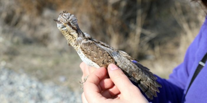 Aras Kuş Cenneti'nde Geçen Yıl Sonbaharda 94 Türden 7 Bin Kuş Halkalandı