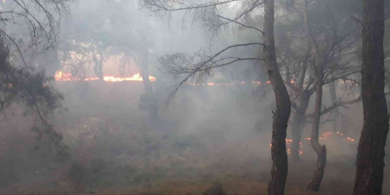 Balıkesir’de orman yangını