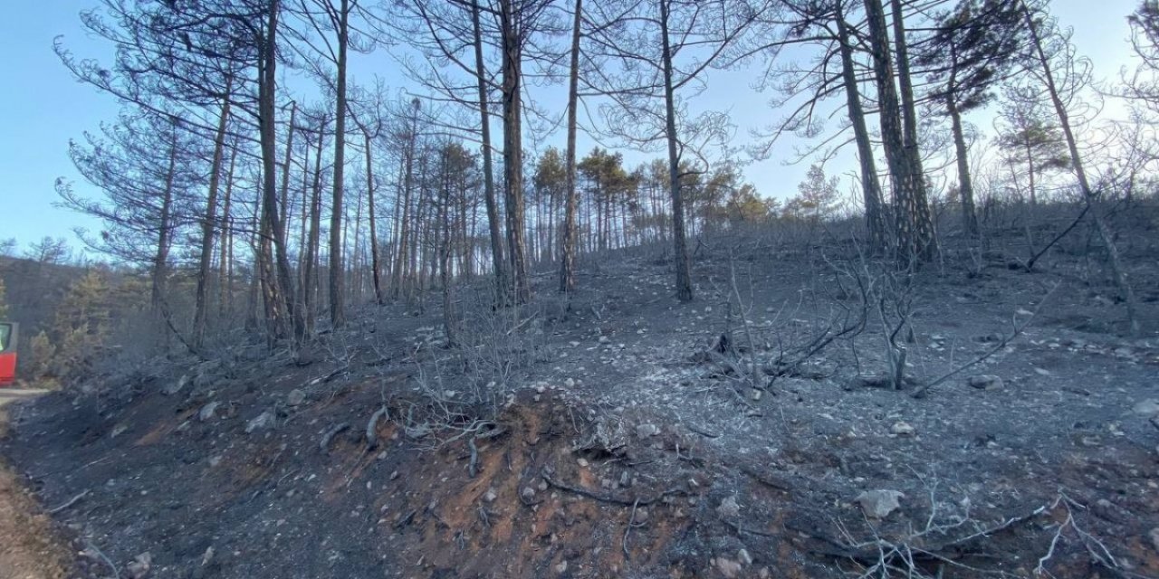 Bursa'da orman yangını: 18 saatin sonunda kontrol altına alındı