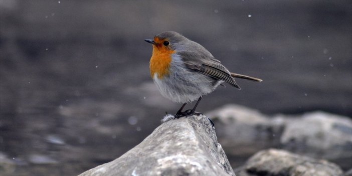 İklim Değişikliği Kuş Popülasyonunu Da Etkiliyor