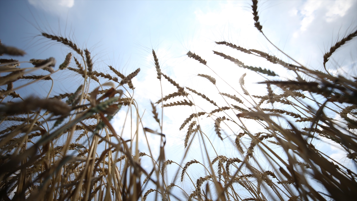 Ramazan Ayında Hububat Ve Bakliyat Ürünlerinde Fiyat Artışı Beklenmiyor