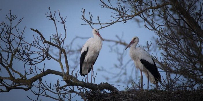 Kızılırmak Deltası Kuş Cenneti'ndeki 'leylek Köyü' Hareketlendi