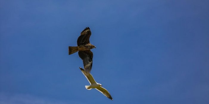 Göç Rotasındaki Diyarbakır, Yırtıcı Kuşlara Ev Sahipliği Yapıyor