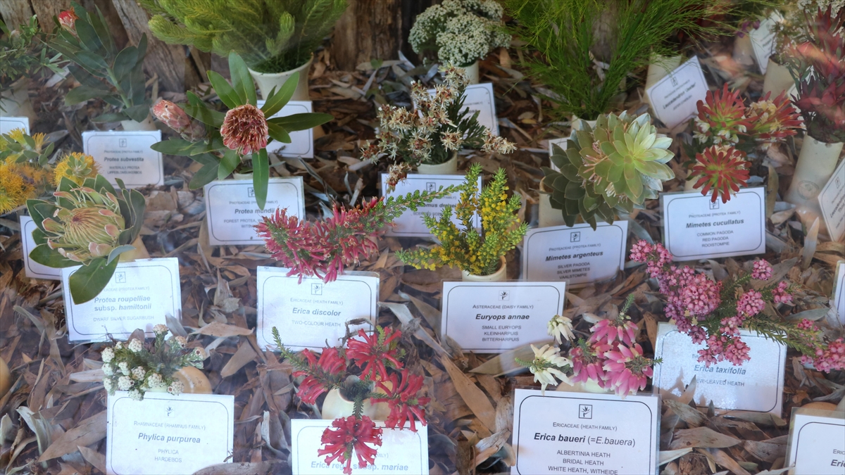 Dünyanın En Zengin Bitki Çeşitliliğine Sahip Bölgelerinden Biri: Cape Flora Krallığı