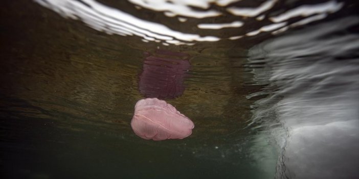 Aa, Antarktika'nın Güneyinde Daha Önce Rastlanmayan 'beroe Cucumis' Canlısını İlk Kez Görüntüledi