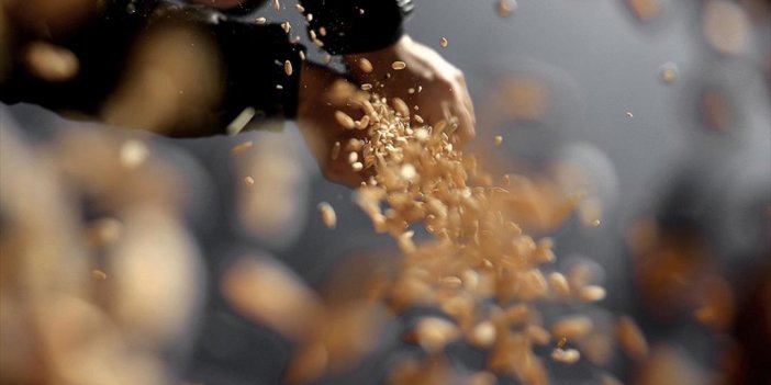 Türkiye'nin Sertifikalı Tohum Üretimine Konya Ovası'ndan Büyük Katkı