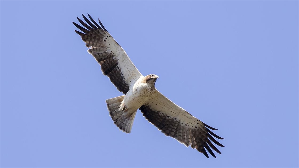 Kuş Gözlemcileri Rize'de Yırtıcı Kuşların Uzun Göç Yolculuğunu İzliyor