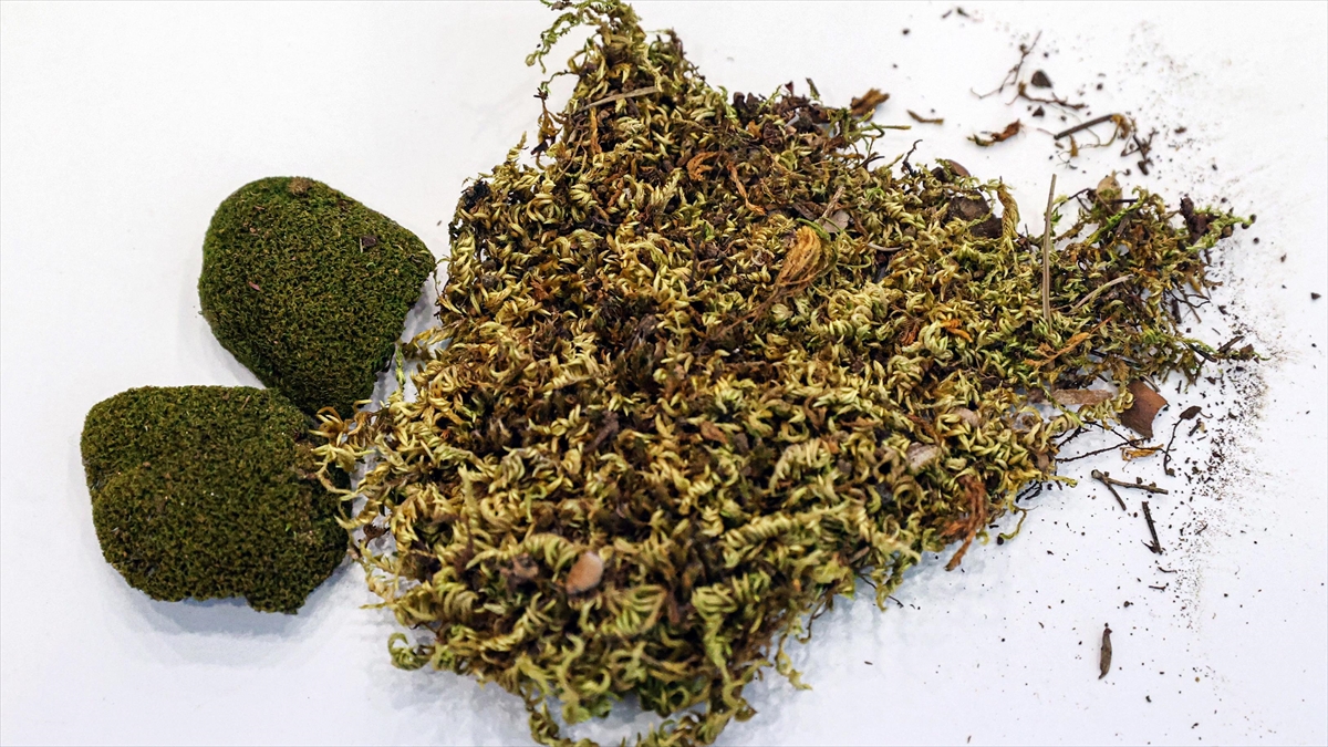 Akdeniz Bitki Örtüsü İklim Değişikliğiyle 100 Yıl Sonra Karadeniz'e Göç Edebilir