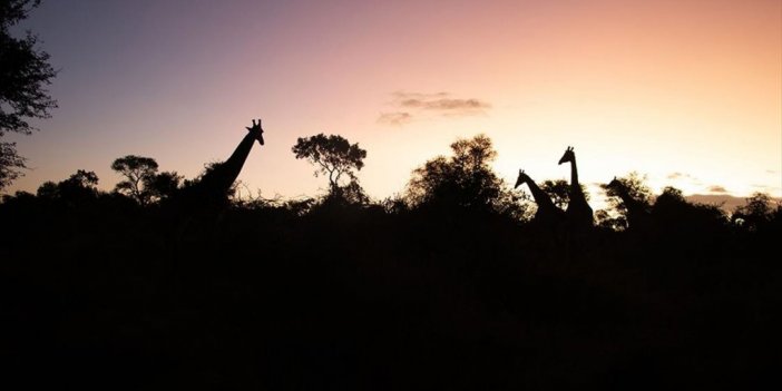 'Afrika'nın 5 Büyükleri'ne Ev Sahipliği Yapan Safari Mekanı: Kruger Ulusal Parkı