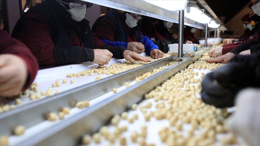 Sürdürülebilir tarımı destekleyen fabrika üreticiden aldığı "organik" fındığı 14 ülkeye gönderiyor