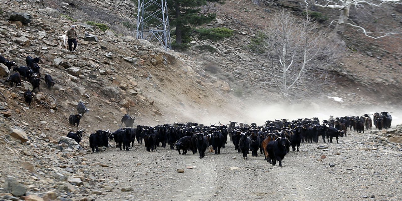Sürüleriyle Aladağ yaylalarına çıkan besicilerin zorlu yolculuğu başladı