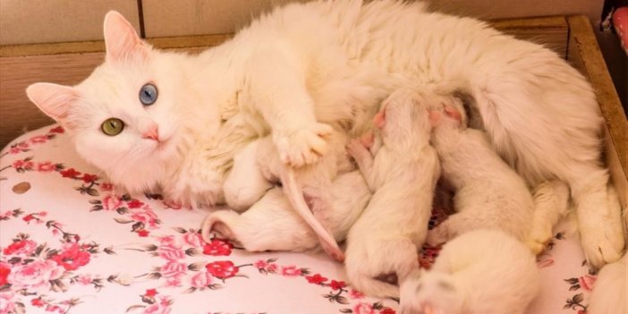 Van Kedilerinin Popülasyonu Artıyor