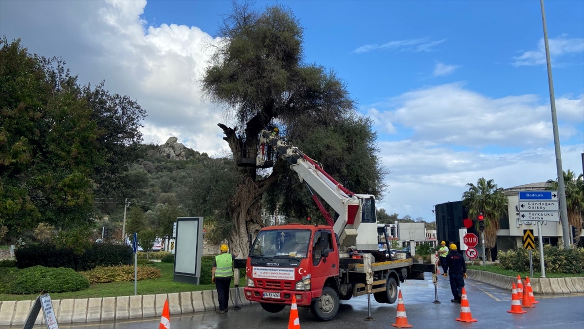 Doğal Miras Kabul Edilen Anıt Ağaçlara Titizlikle Bakılıyor