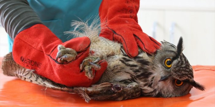 Diyarbakır'da Yaralı Yaban Hayvanlarına 'şifa' Veriyorlar