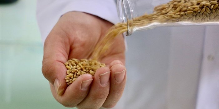 Yerli Bisküvilik Buğday 'kanatlı' İki Yıl İçinde Çiftçinin Tarlasında Olacak