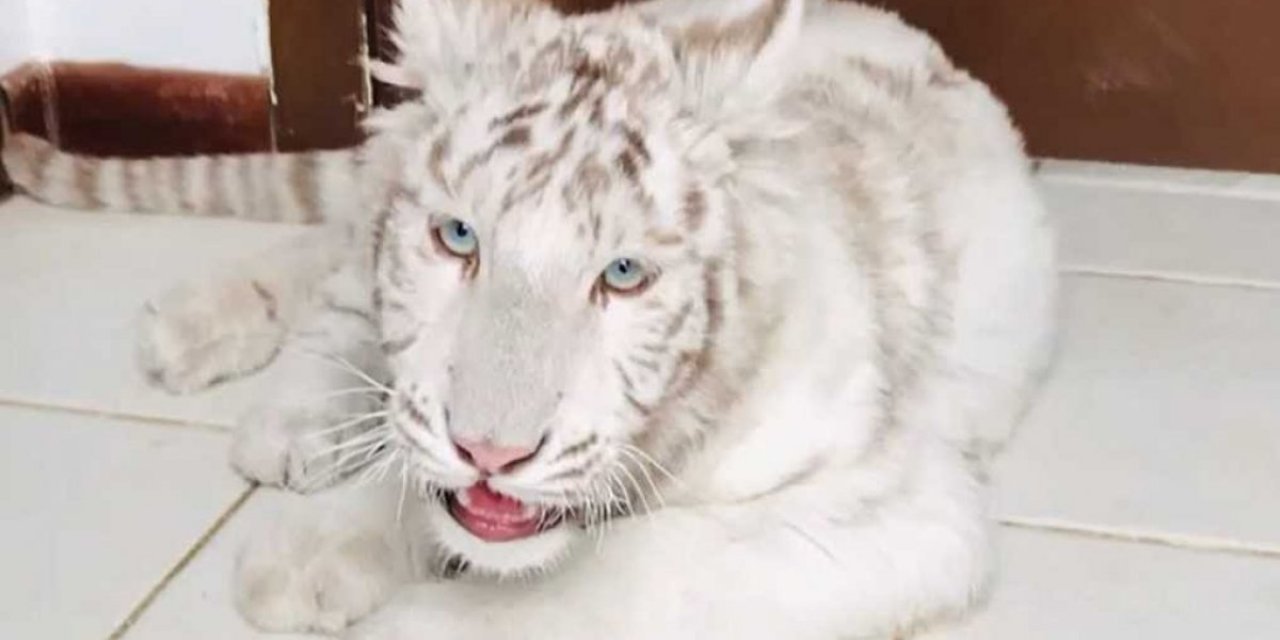 Silivri'de yasadışı hayvan kaçakçılığı yapan şahıs yakalandı