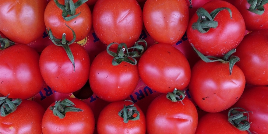 Domateste Hedef 1 Milyar Dolarlık İhracat