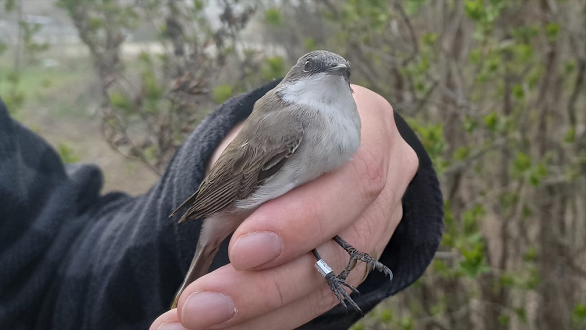 Estonya'da Halkalanan 'Küçük Akgerdanlı Ötleğen' Ankara'daki İstasyonda Ağa Takıldı