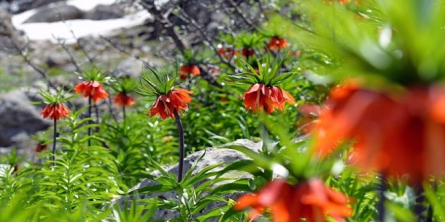 Tunceli Ovacık'ta Ters Laleleri Toplayanların Cezası Belli Oldu