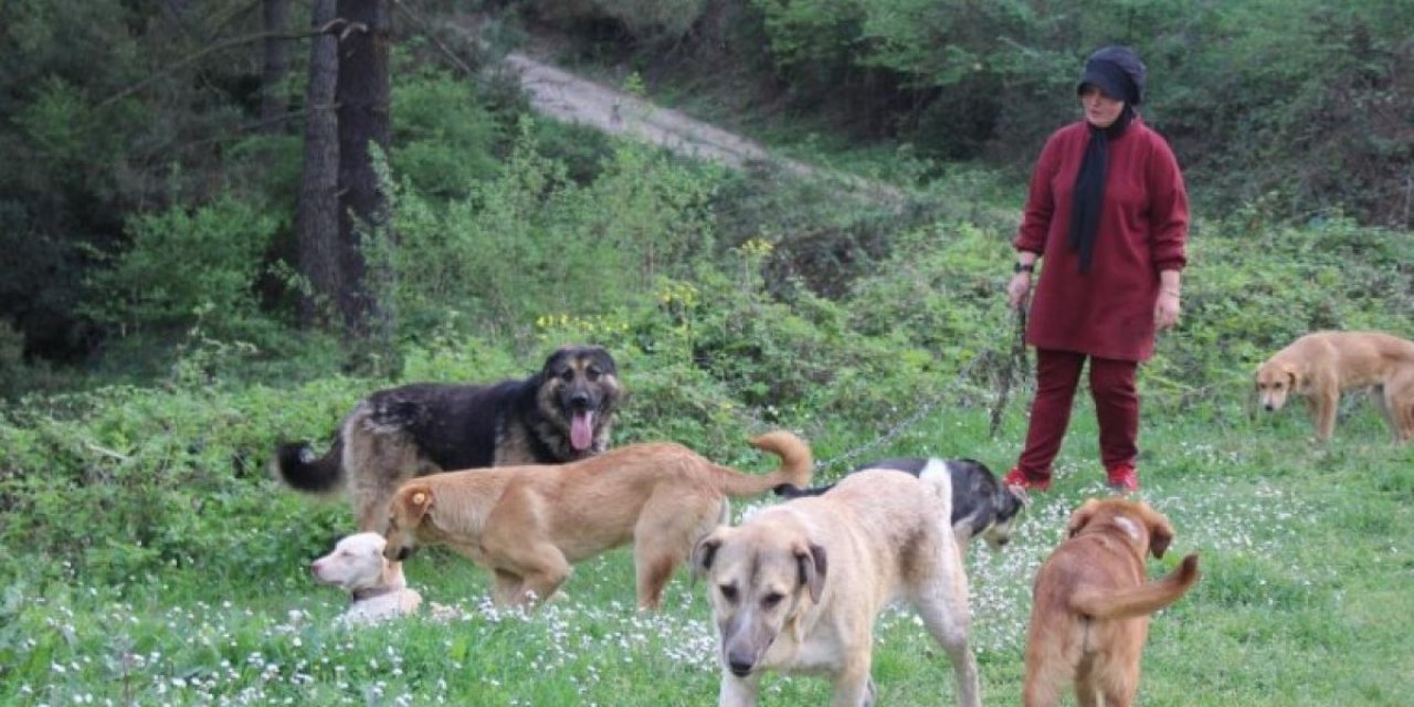 Hayvanseverler isyan ettiren olay! Köpeklerin o halini görünce çok üzüldüm