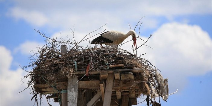 Evinin Bahçesinde 60 Yıldır Leylekleri Misafir Ediyor