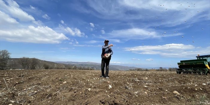 Çorum'da Sertifikalı Nohut Tohumları Toprakla Buluşuyor