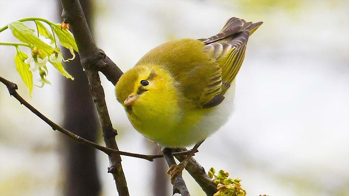 Hersek Lagünü'nde Kuş Türü Sayısı 241'e Yükseldi