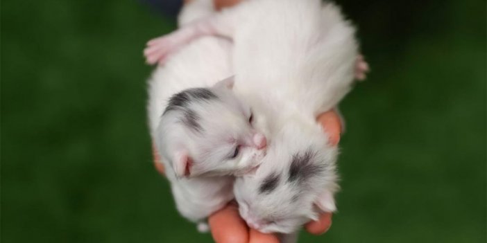 Van Kedileri Kafalarındaki "mühür" İle Ayırt Ediliyor