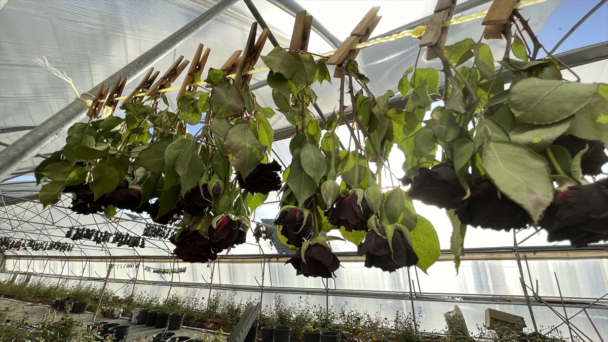 'Karagül Diyarı' Halfeti'de Bereketli Hasat