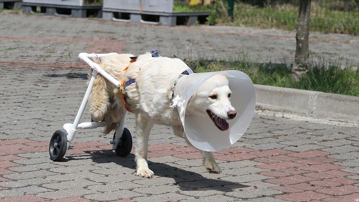'beyaz', Veterinerinin Yaptığı Aparatla Yürümeye Başladı